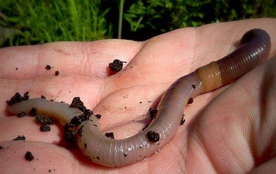 هر آنچه باید در مورد روغن خراطین بدانیم